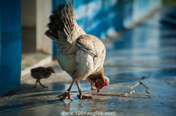 Chickens at Cuban farm